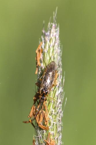Réf. 247 155 : Nematinae inconnu
